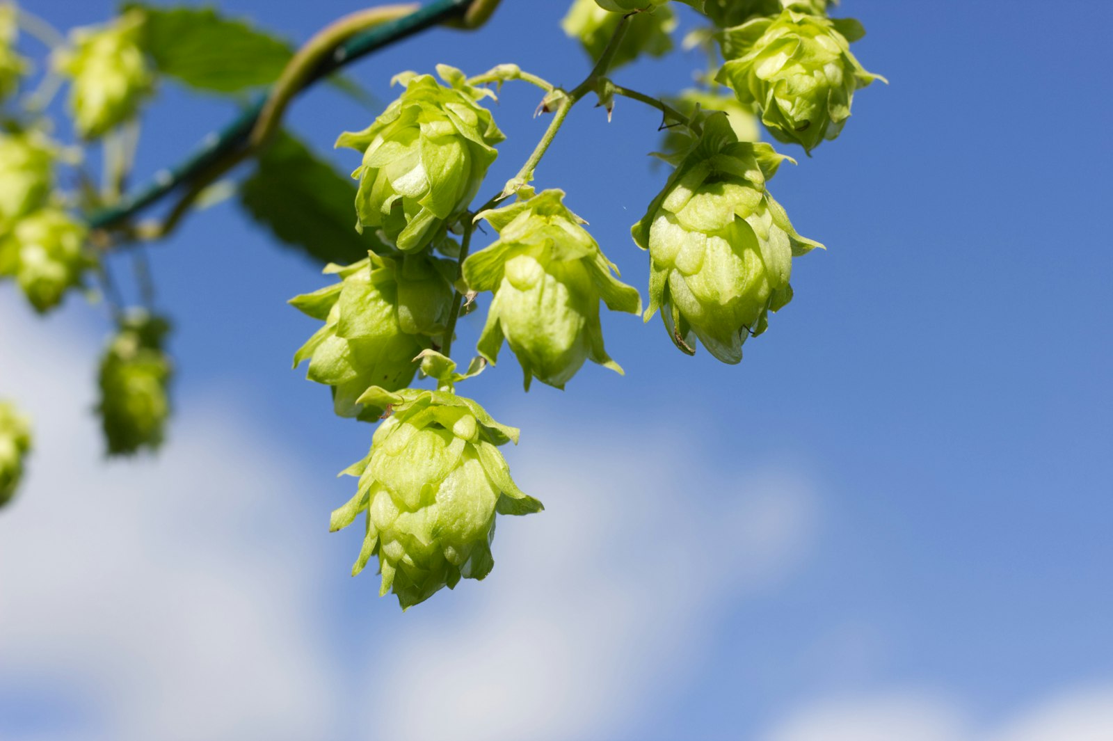 Fresh green hops, a key craft beer ingredient